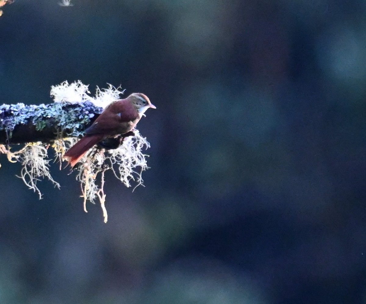 Ruddy Treerunner - ML641600636