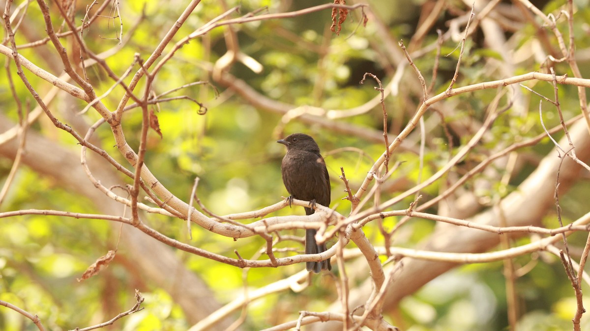Northern Black-Flycatcher - ML641600638
