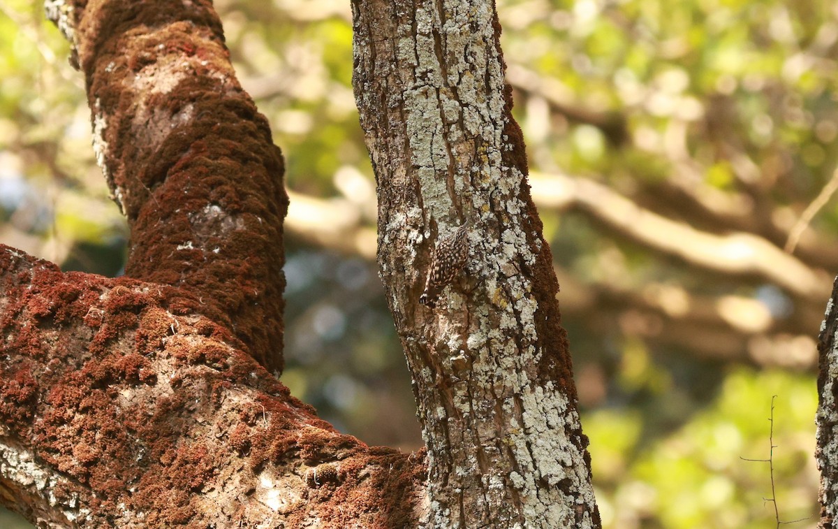 African Spotted Creeper - ML641600661