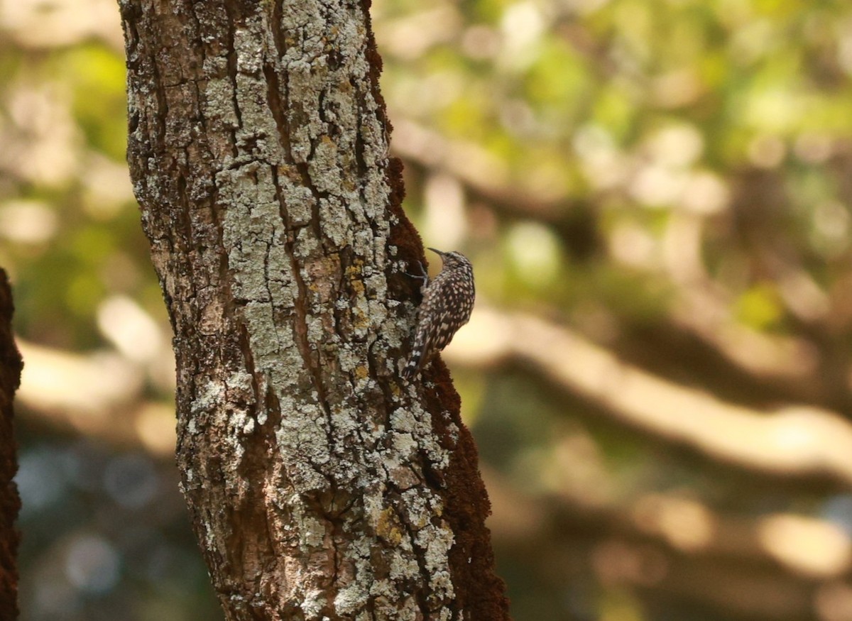 African Spotted Creeper - ML641600662