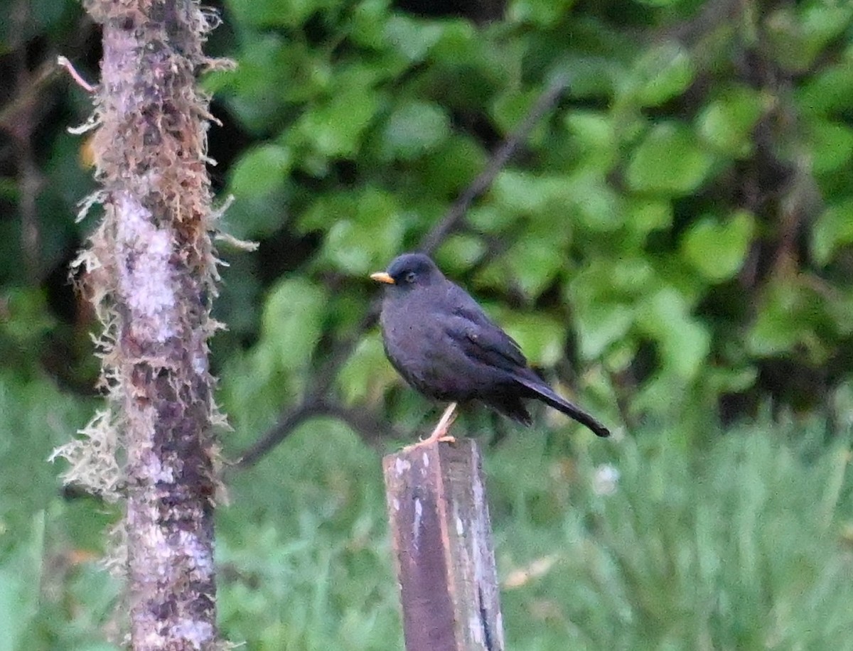 Sooty Thrush - ML641600670