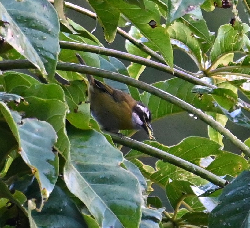 Sooty-capped Chlorospingus - ML641600673