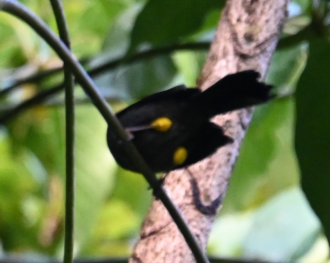 Yellow-thighed Brushfinch - ML641600679