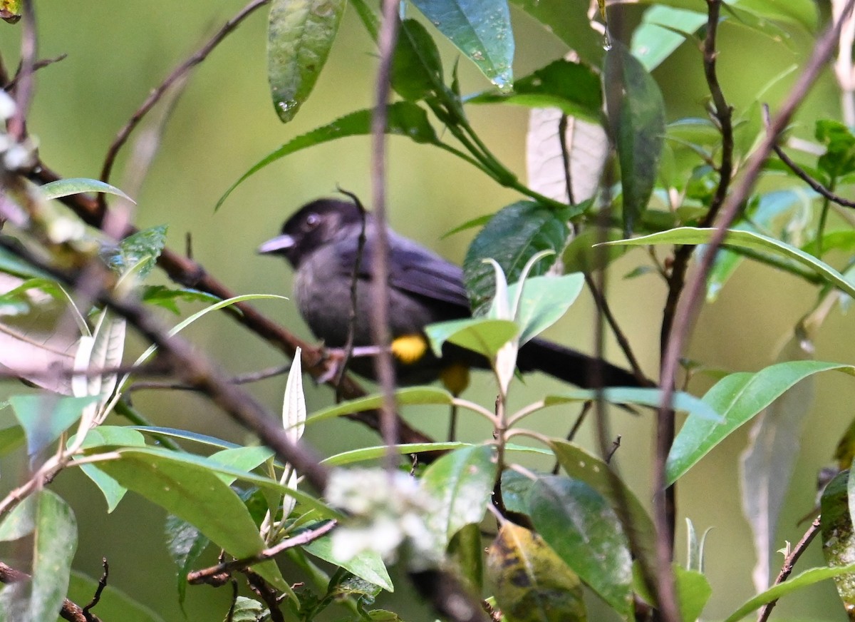 Yellow-thighed Brushfinch - ML641600680