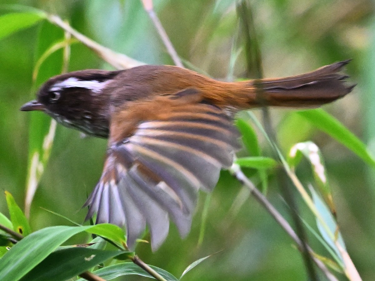 White-browed Fulvetta - ML641600689