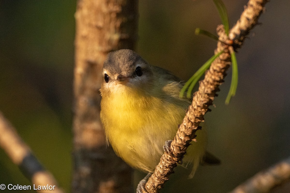 zelenáček kanadský - ML641600705