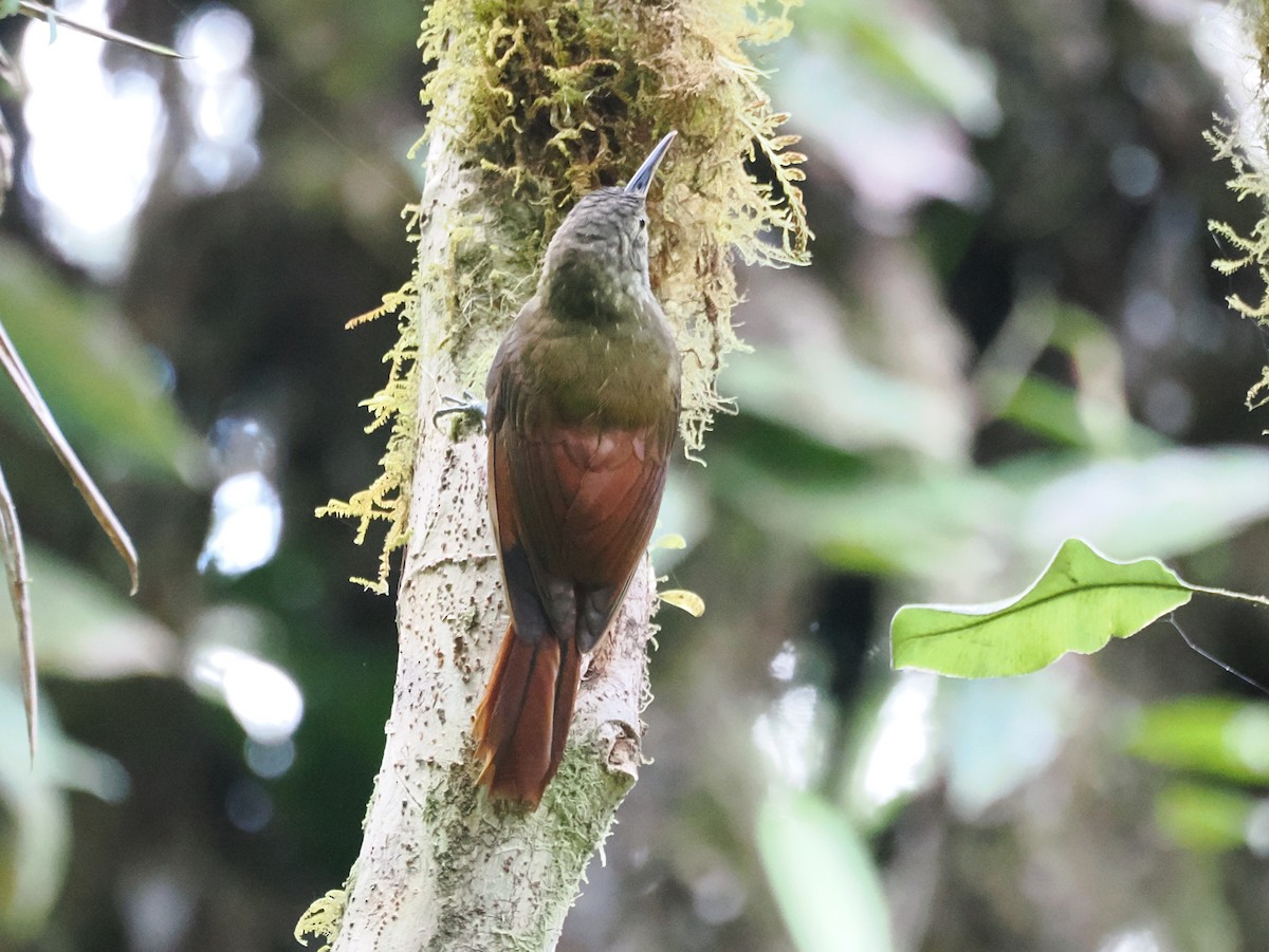 Spotted Woodcreeper - ML641600707