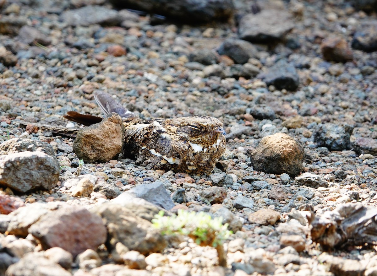 Slender-tailed Nightjar - ML641600712