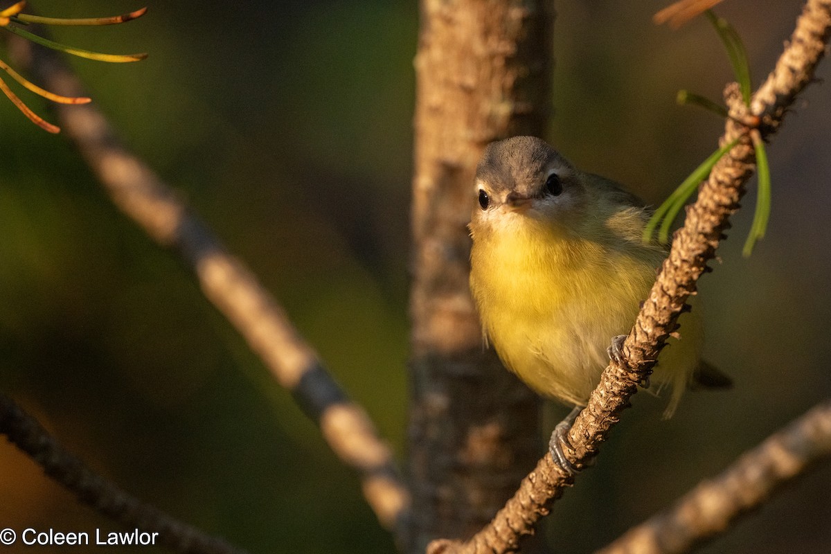 zelenáček kanadský - ML641600725