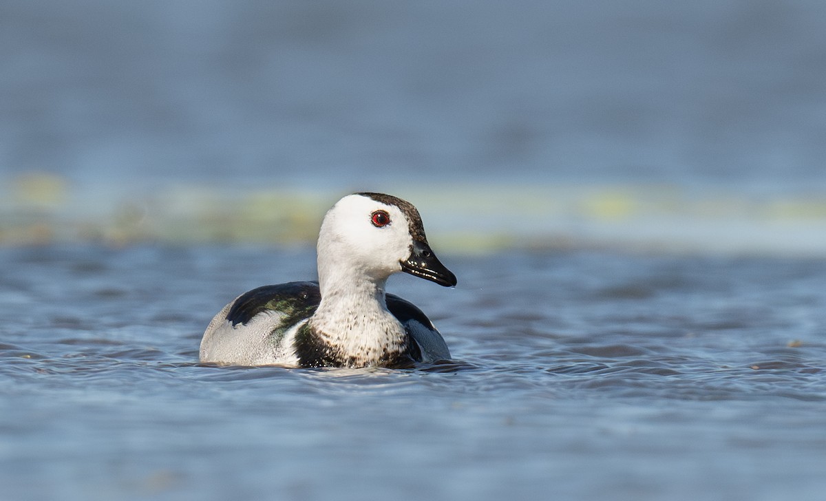 Cotton Pygmy-Goose - ML641600749