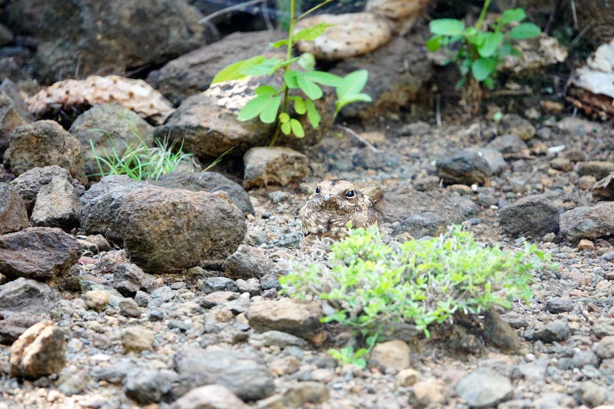 Slender-tailed Nightjar - ML641600772