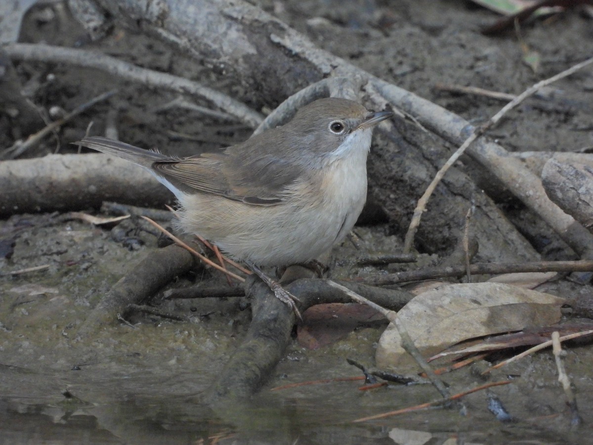 Western Subalpine Warbler - ML641600773