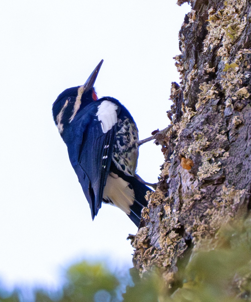 Williamson's Sapsucker - ML641600794