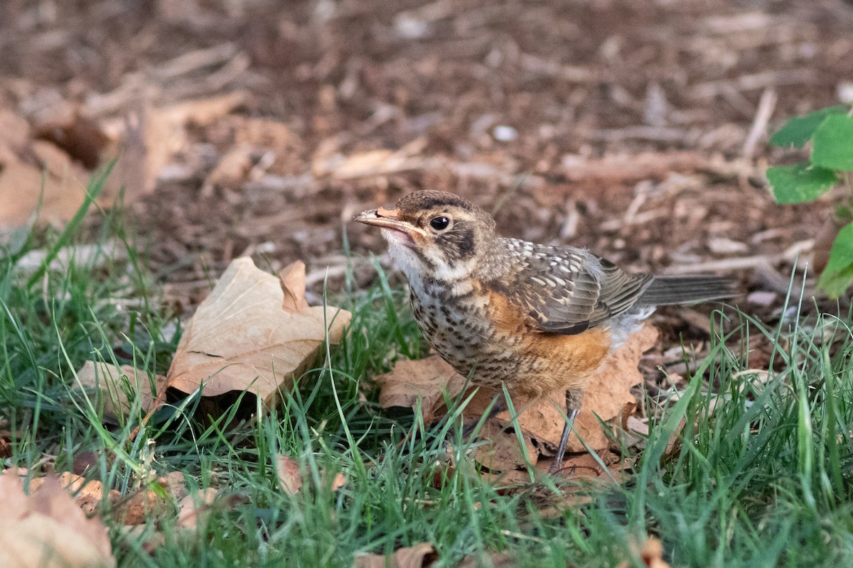 Zozo papargorria - ML641600802