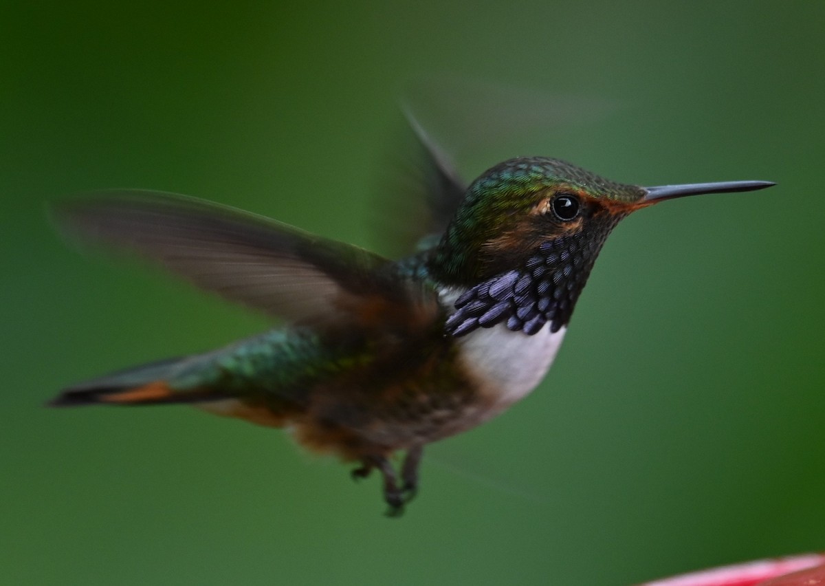 Volcano Hummingbird - ML641600805