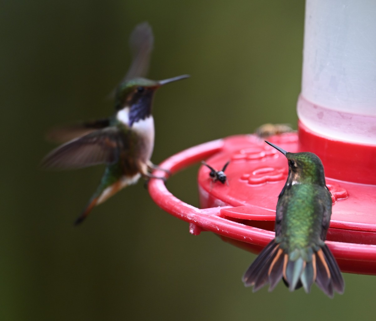 Volcano Hummingbird - ML641600806