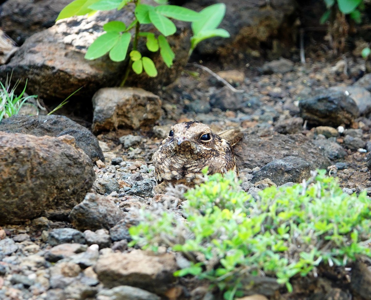 Slender-tailed Nightjar - ML641600815