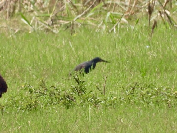 Rufous-bellied Heron - ML641600820