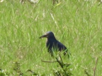 Rufous-bellied Heron - ML641600857