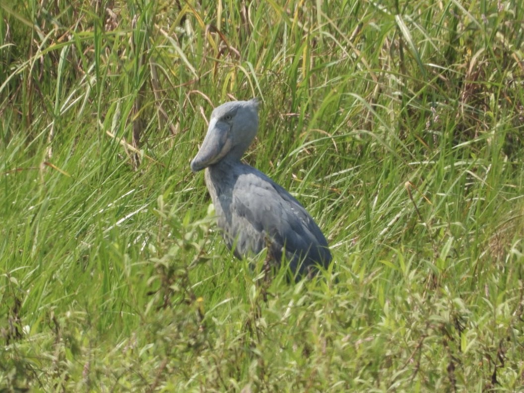 Shoebill - ML641600864