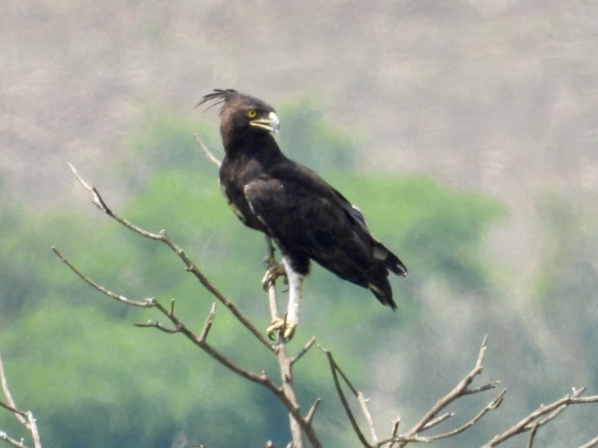 Long-crested Eagle - ML641600867