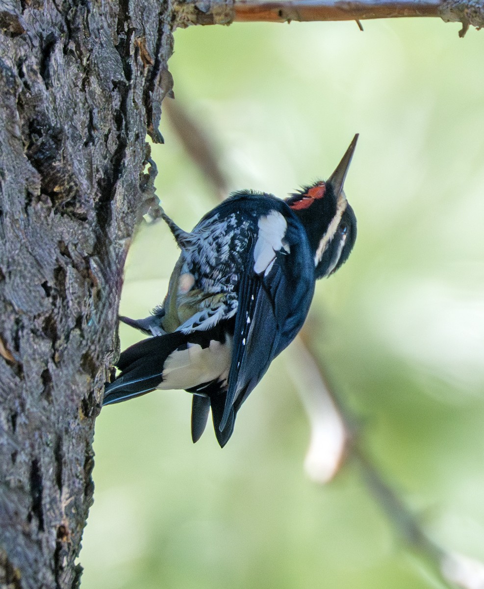 Williamson's Sapsucker - ML641600868
