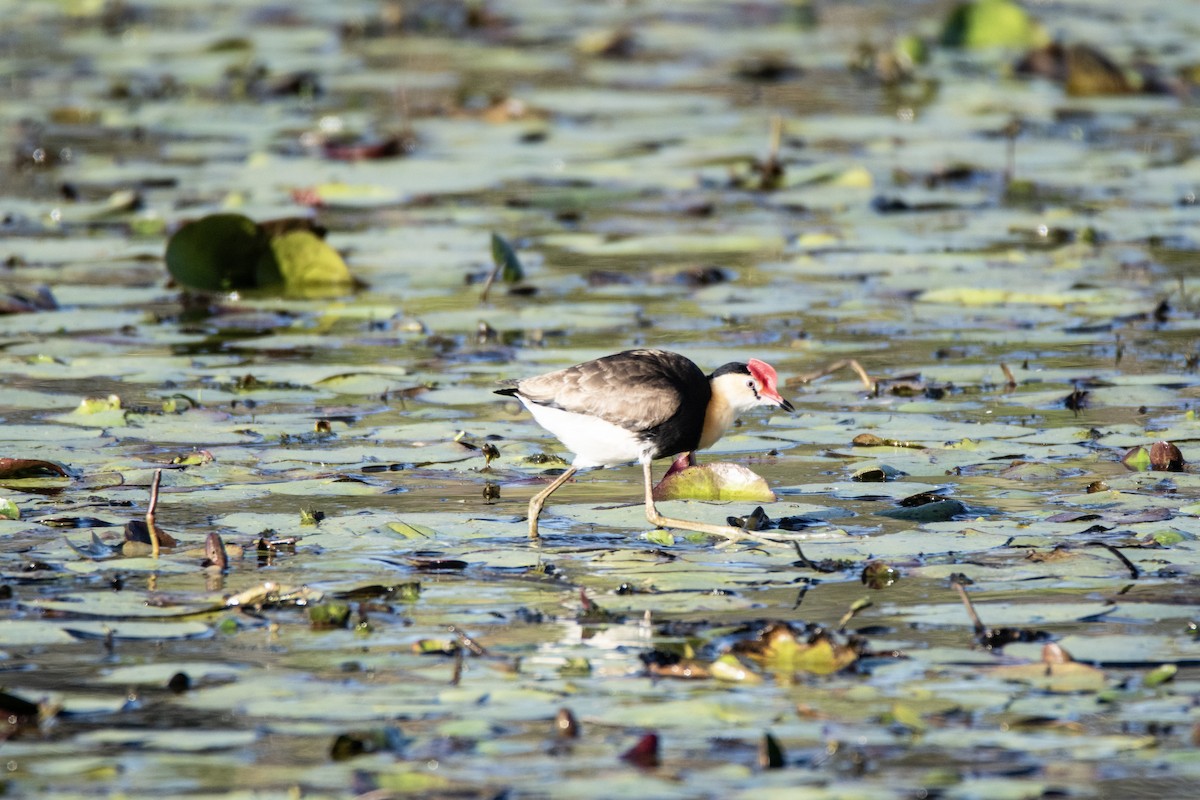 Comb-crested Jacana - ML641600873