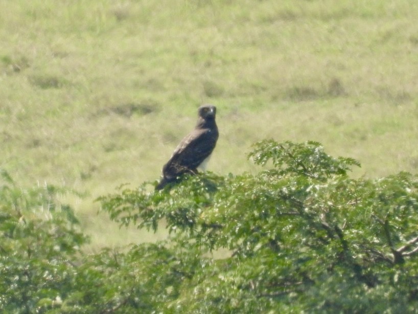 Black-chested Snake-Eagle - ML641600874