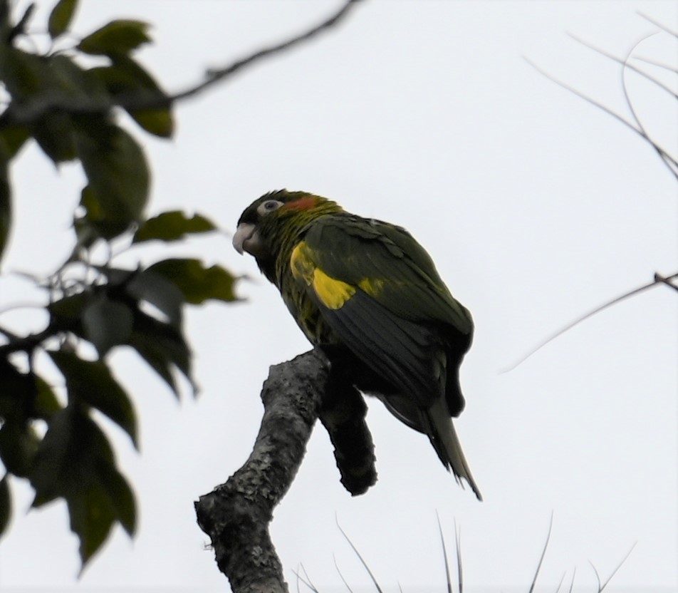 Sulphur-winged Parakeet - ML641600880