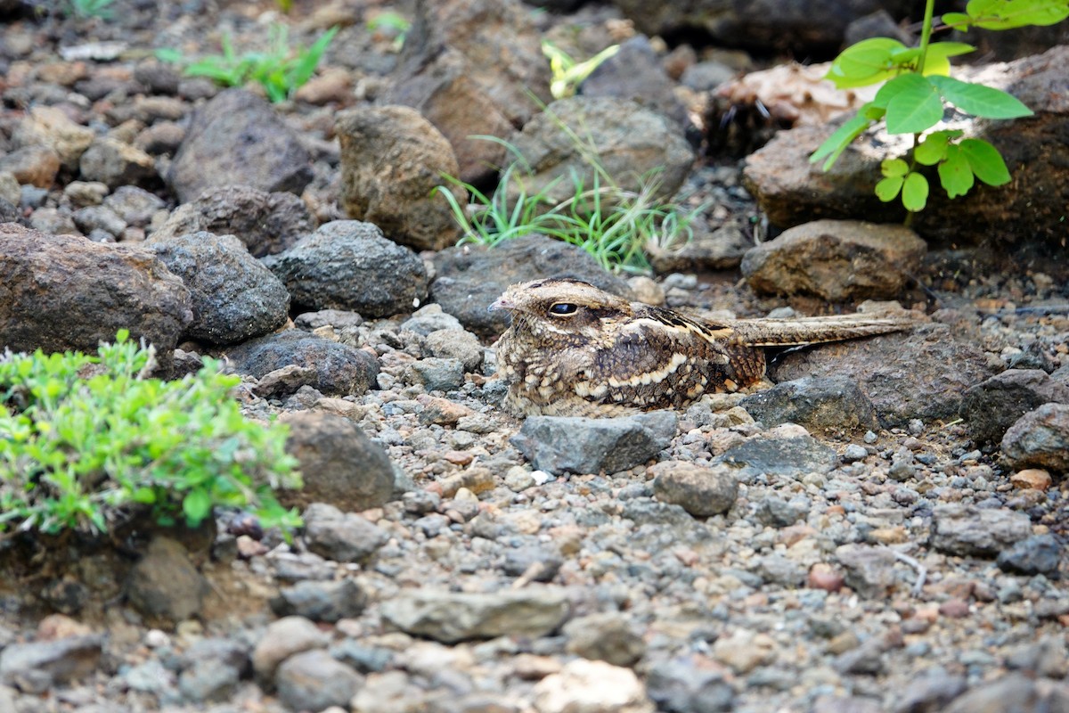Slender-tailed Nightjar - ML641600888