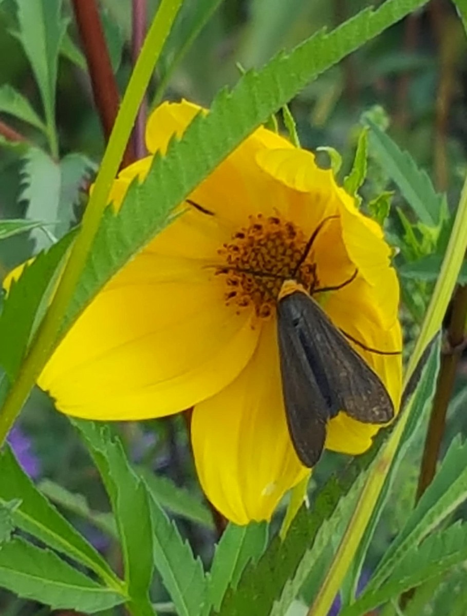 Animals - ML641600890