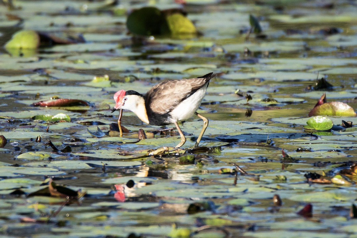 Comb-crested Jacana - ML641600891