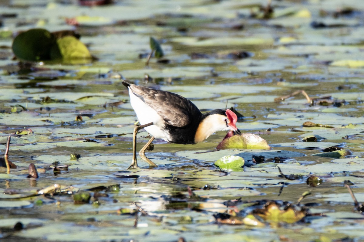Comb-crested Jacana - ML641600897