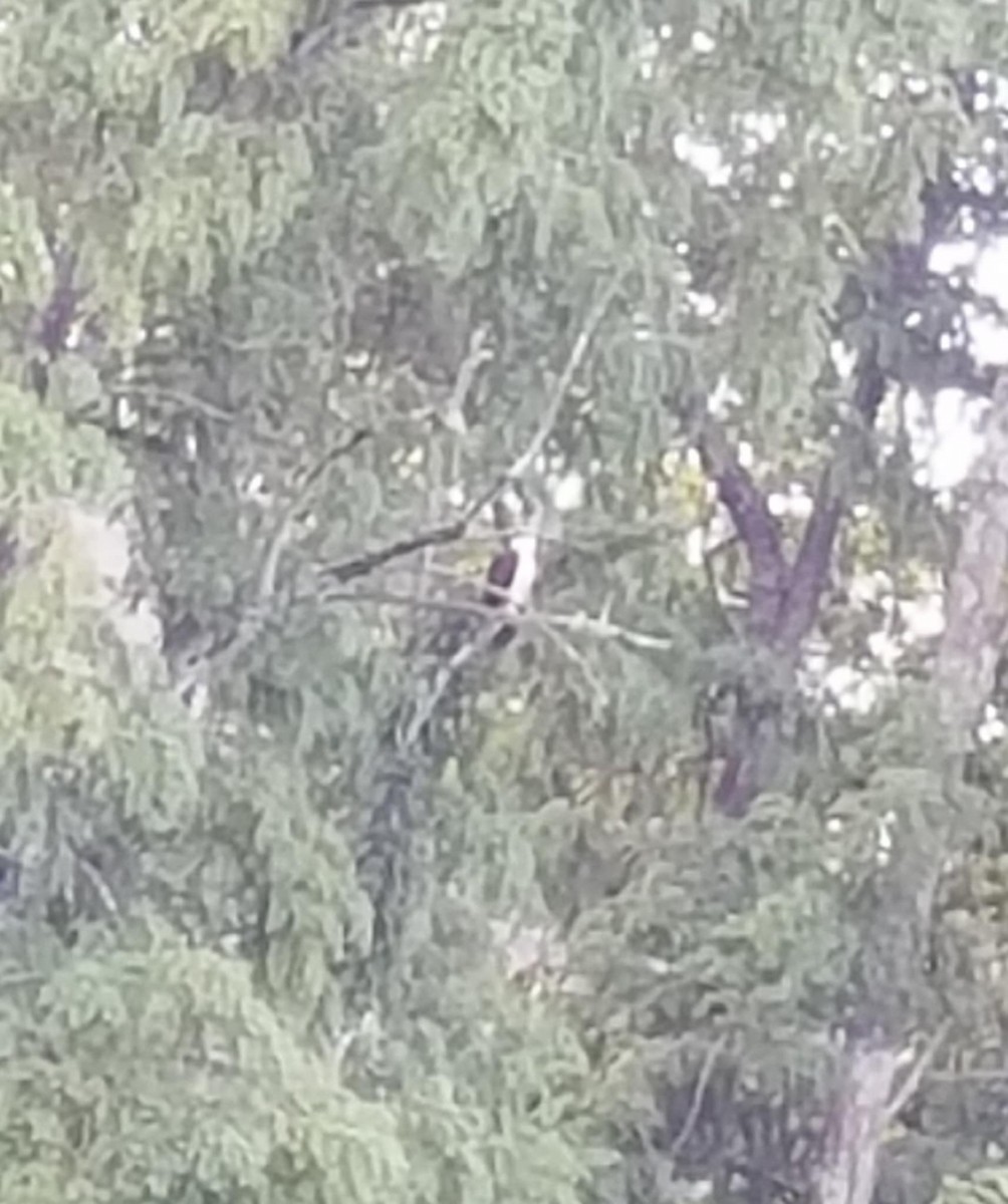 Скопа західна - ML641600902