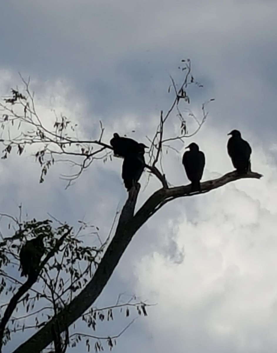 Катарта чорна - ML641600918