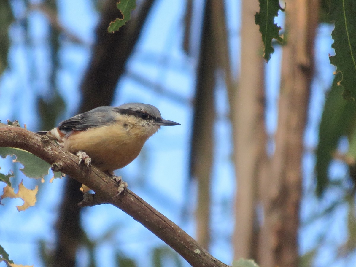Eurasian Nuthatch - ML641600951