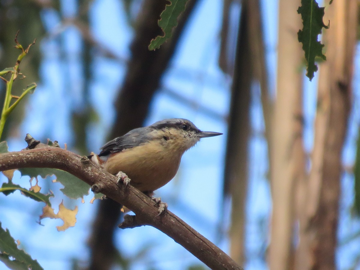 Eurasian Nuthatch - ML641600952