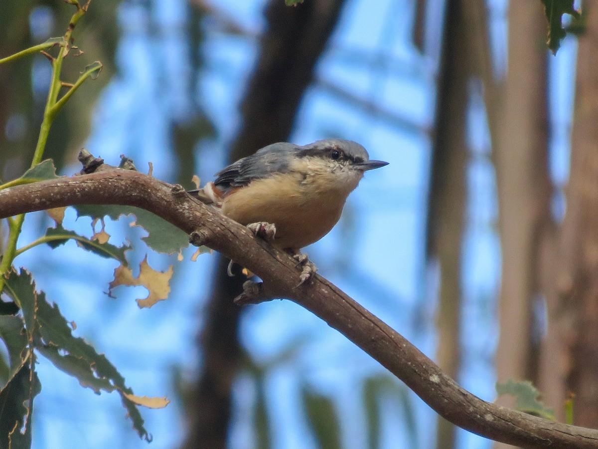Eurasian Nuthatch - ML641600953