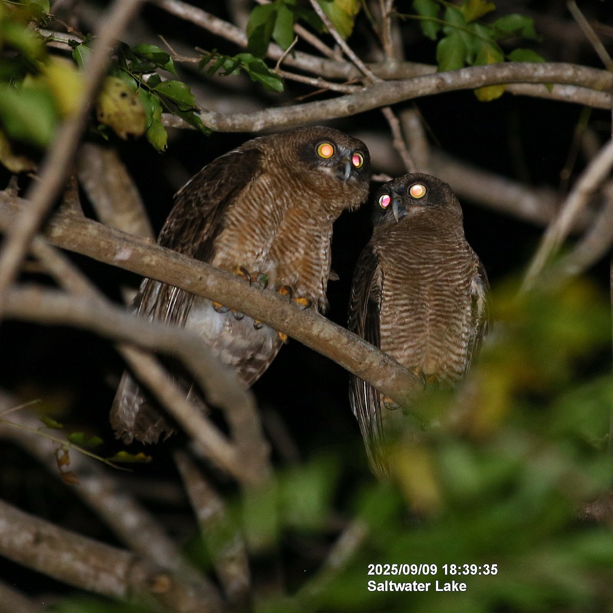 Rufous Owl - ML641600962