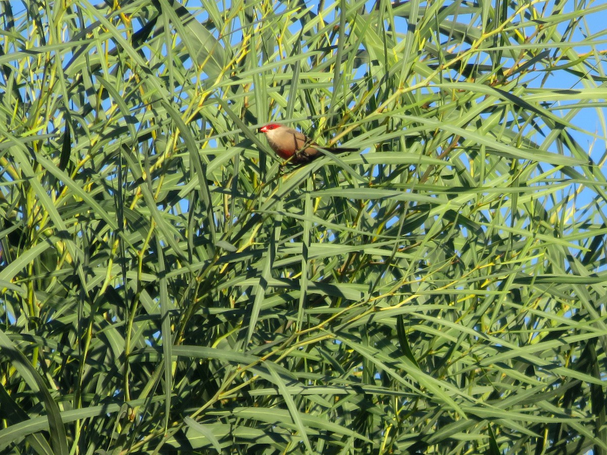 Common Waxbill - ML641600964