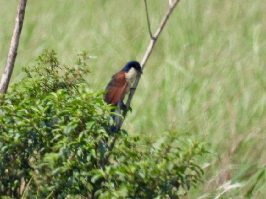 Blue-headed Coucal - ML641600965