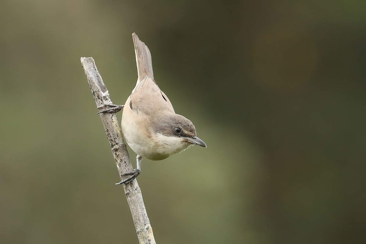 Western Orphean Warbler - ML641600992