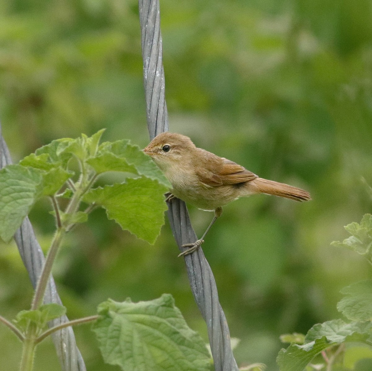 Booted Warbler - ML641601002