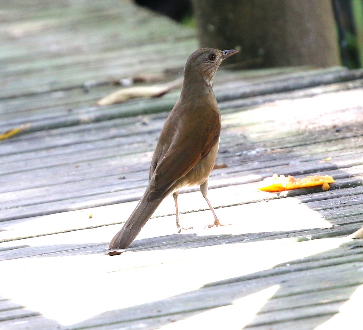 Pale-breasted Thrush - ML641601004