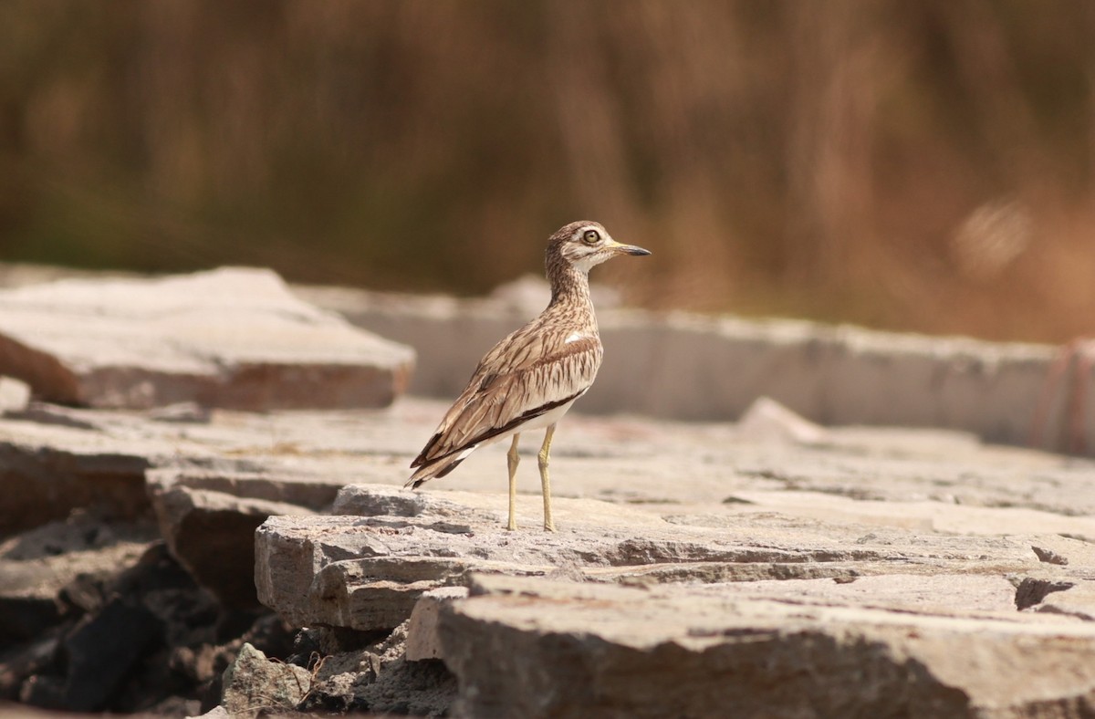 Senegal Thick-knee - ML641601005