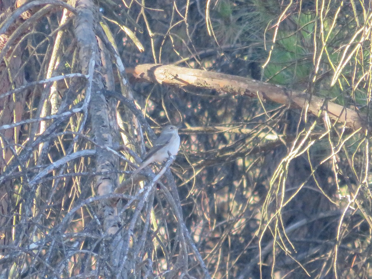 Spotted Flycatcher - ML641601011
