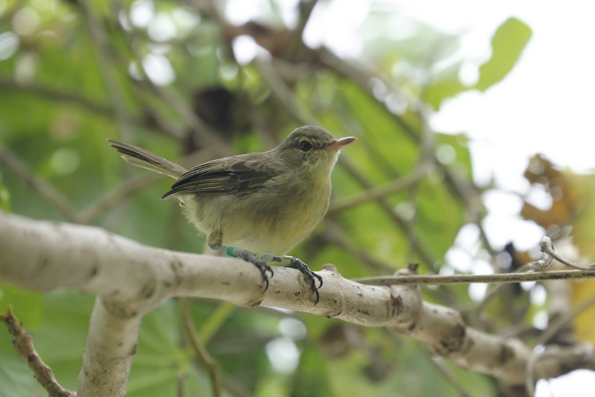 Seychelles Warbler - ML641601054