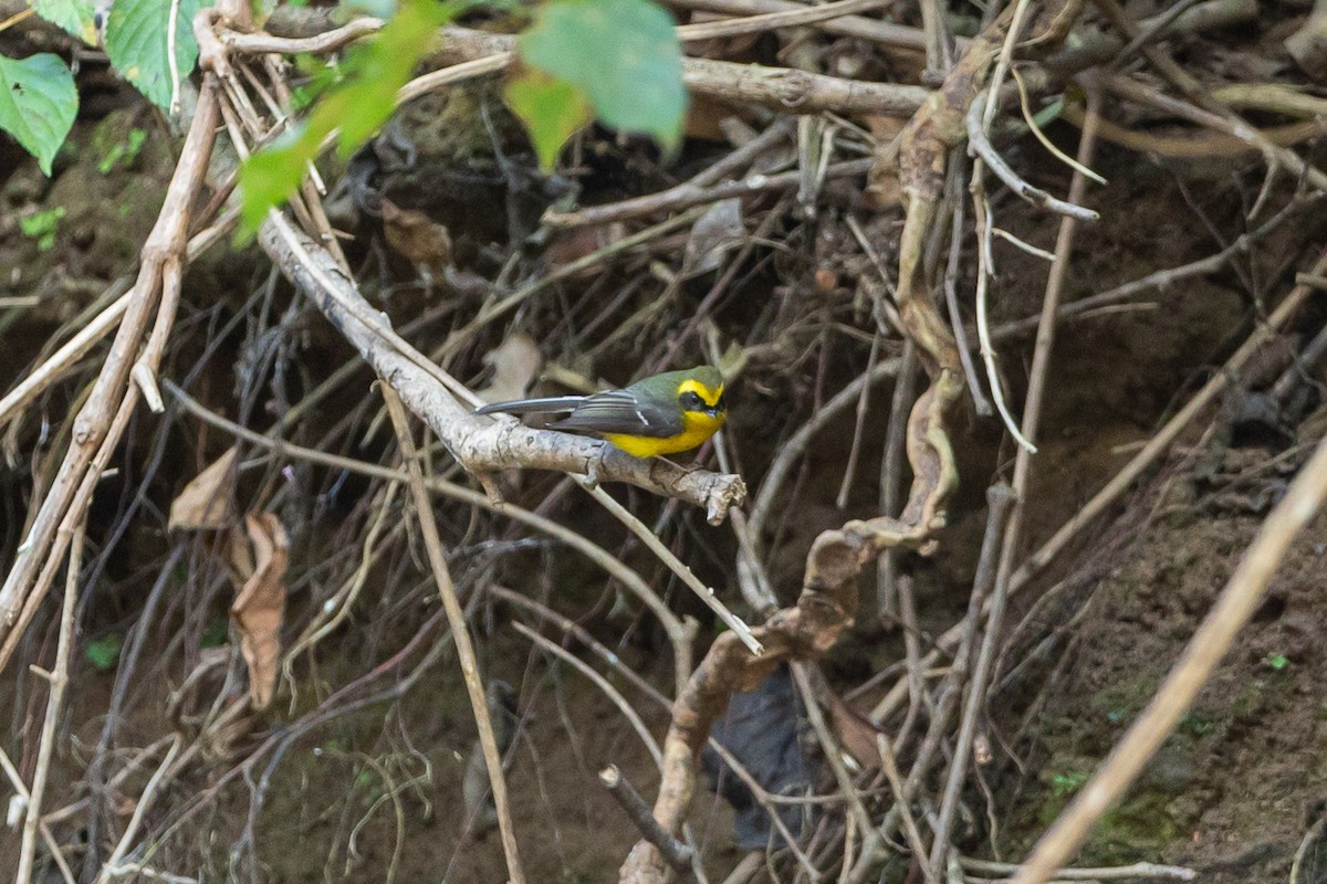 Yellow-bellied Fairy-Fantail - ML641601056