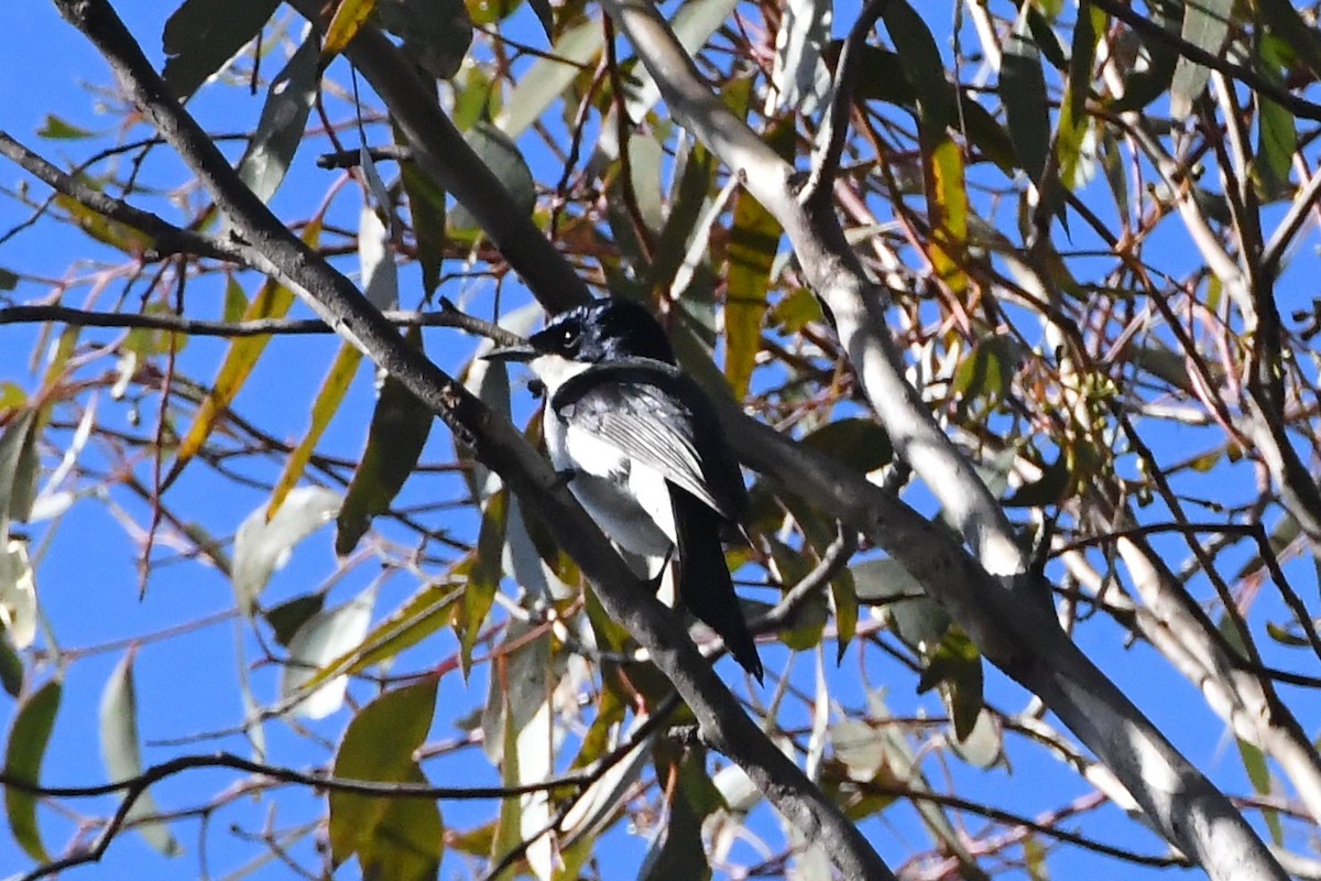 Restless Flycatcher - ML641601066