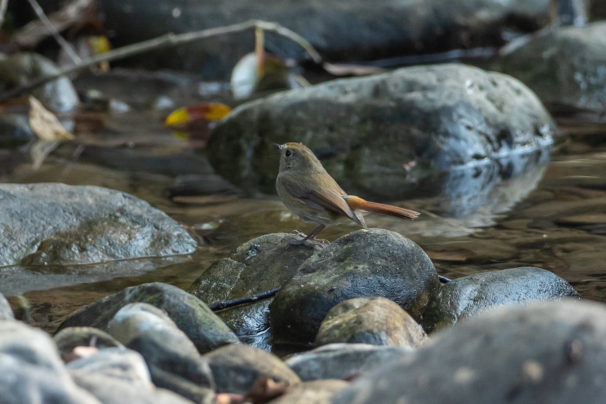 Slaty-blue Flycatcher - ML641601067